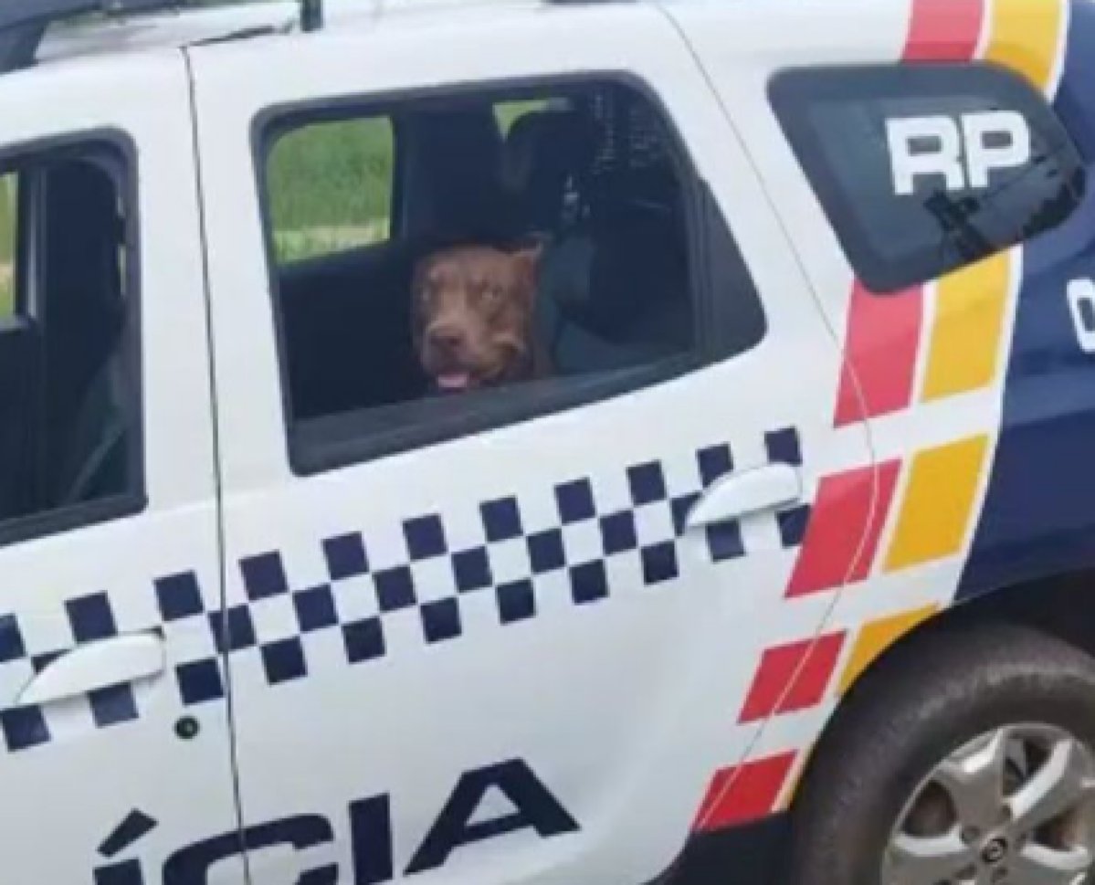 VÍDEO Polícia resgata pitbull e descobre plantação de maconha em