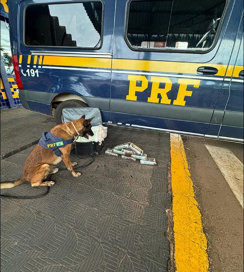 Cão farejador da PRF encontra tabletes de cocaína em mala de passageiro