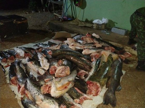 Pesca predatória