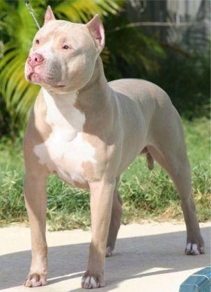Pit Bull
