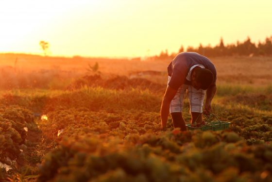 Agricultura 