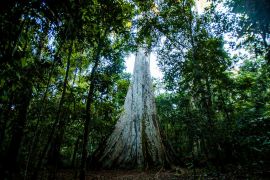 Lúdio convoca PGE e Sema para cobrar recurso contra extinção do Parque Cristalino II