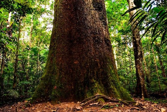 Floresta Amazônica