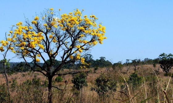Cerrado árvore natureza bioma brasileiro