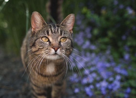 Gato