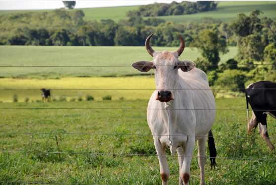 Propriedade rural