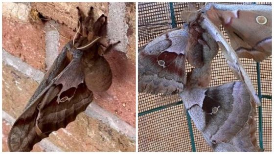 tarantula voadora