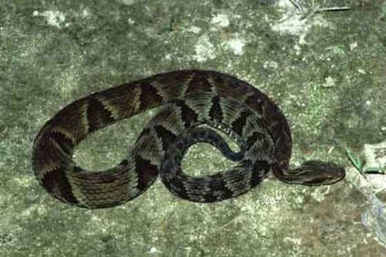 cobra