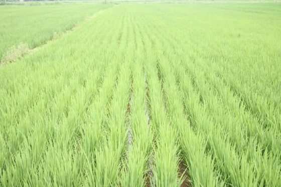 aRROZ