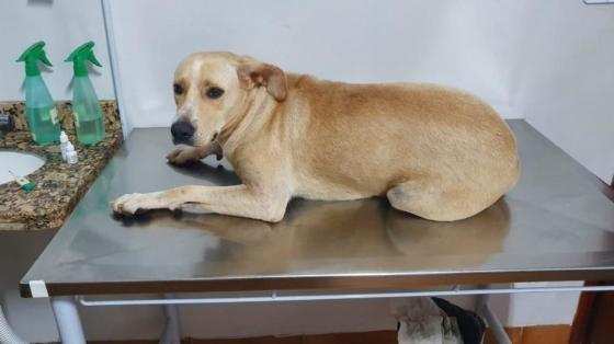 cachorra resgatada 
