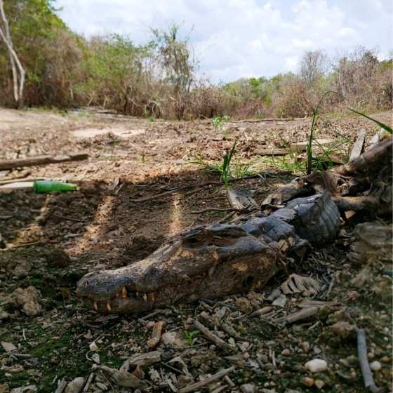 animais pantanal