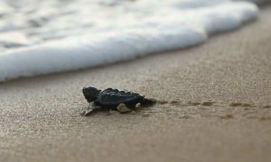 Tartaruga marítima 