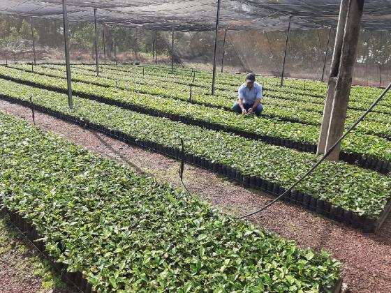 Plantação de café 
