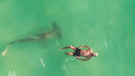 video de homem nadando com tubarão ao lado