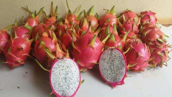 Pitaya 