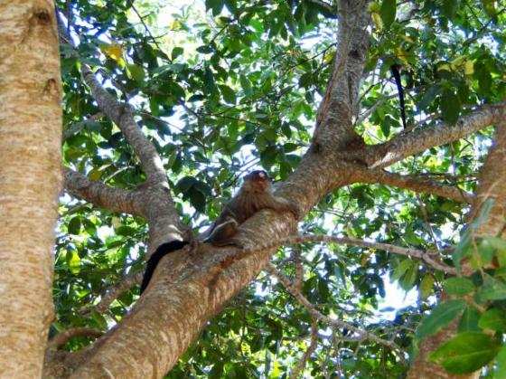 Macacos Parque Mãe Bonifácia