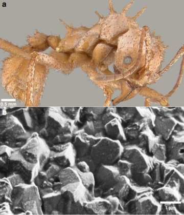 Formiga armadura 