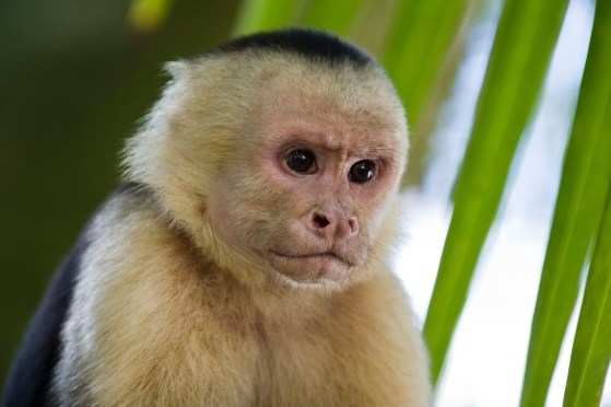 macaco 