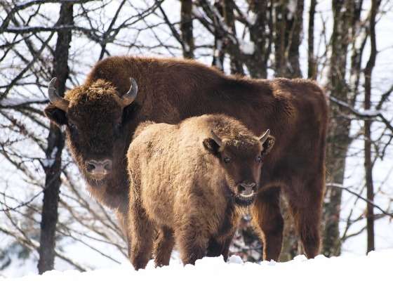 animais selvagens extintos