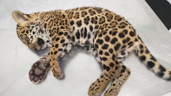 onça atropelada