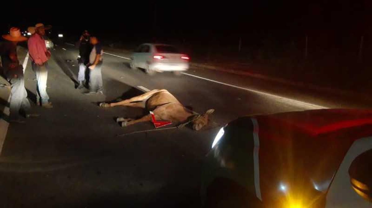 Motorista fica gravemente ferido ao atropelar e matar cavalo. Vídeo