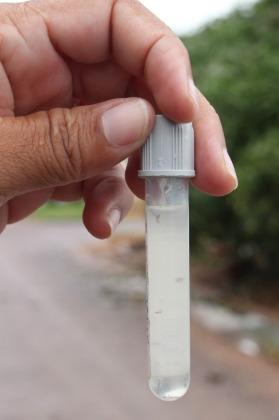 LARVA MOSQUITO DA DENGUE