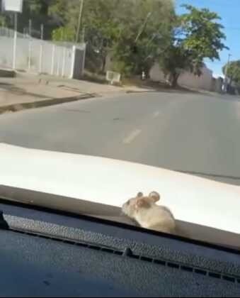 rato 
