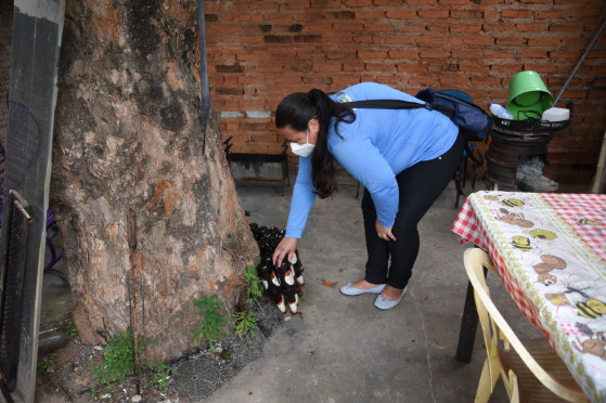 agentes de endemias mosquito dengue Aedes aegypti