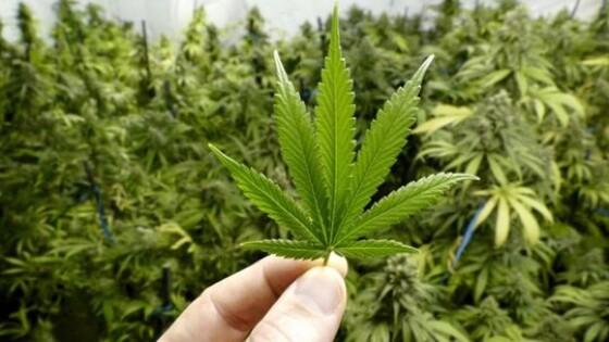 Folha de Cannabis
