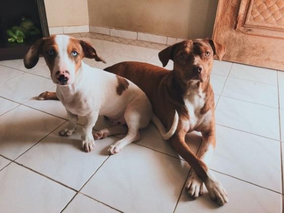 animais