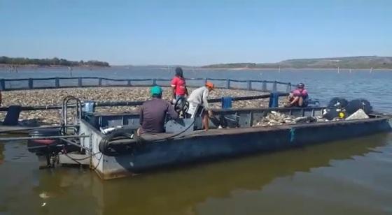 peixes 