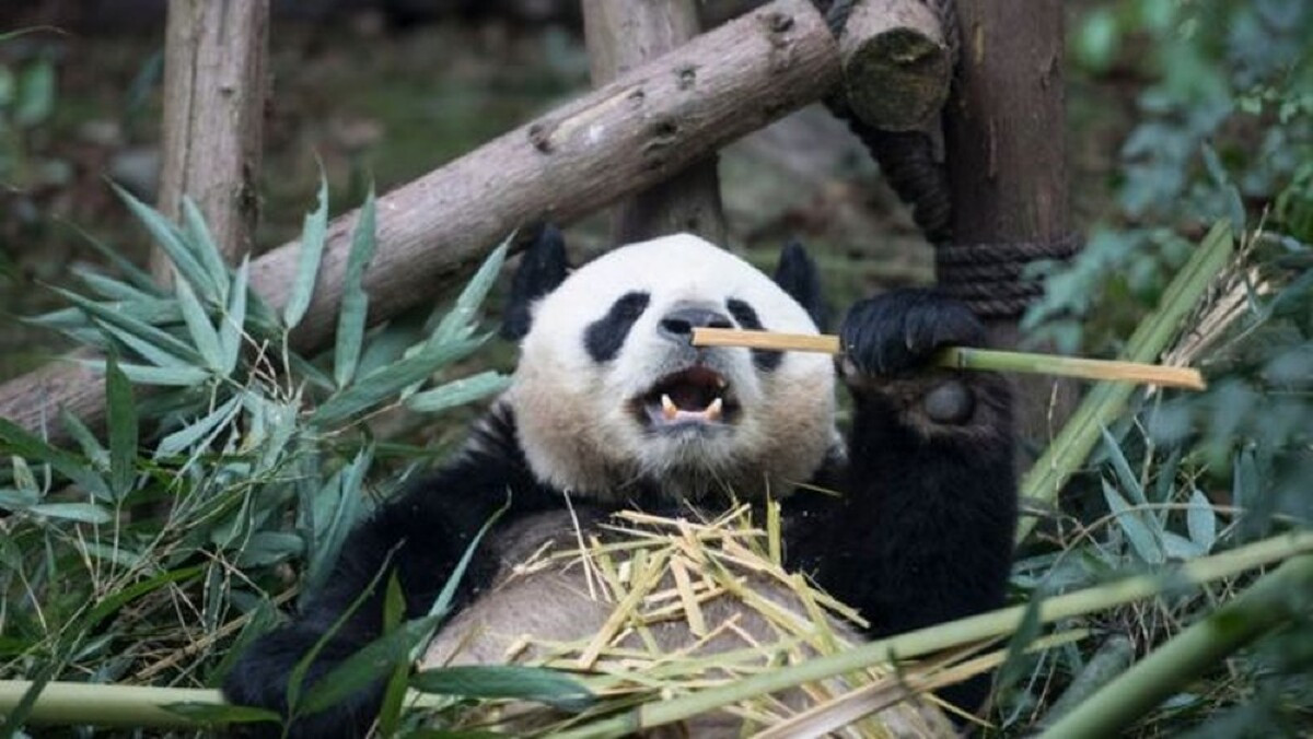 Panda gigante sai da lista de espécies ameaçadas de extinção na China