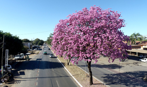 Ipês 