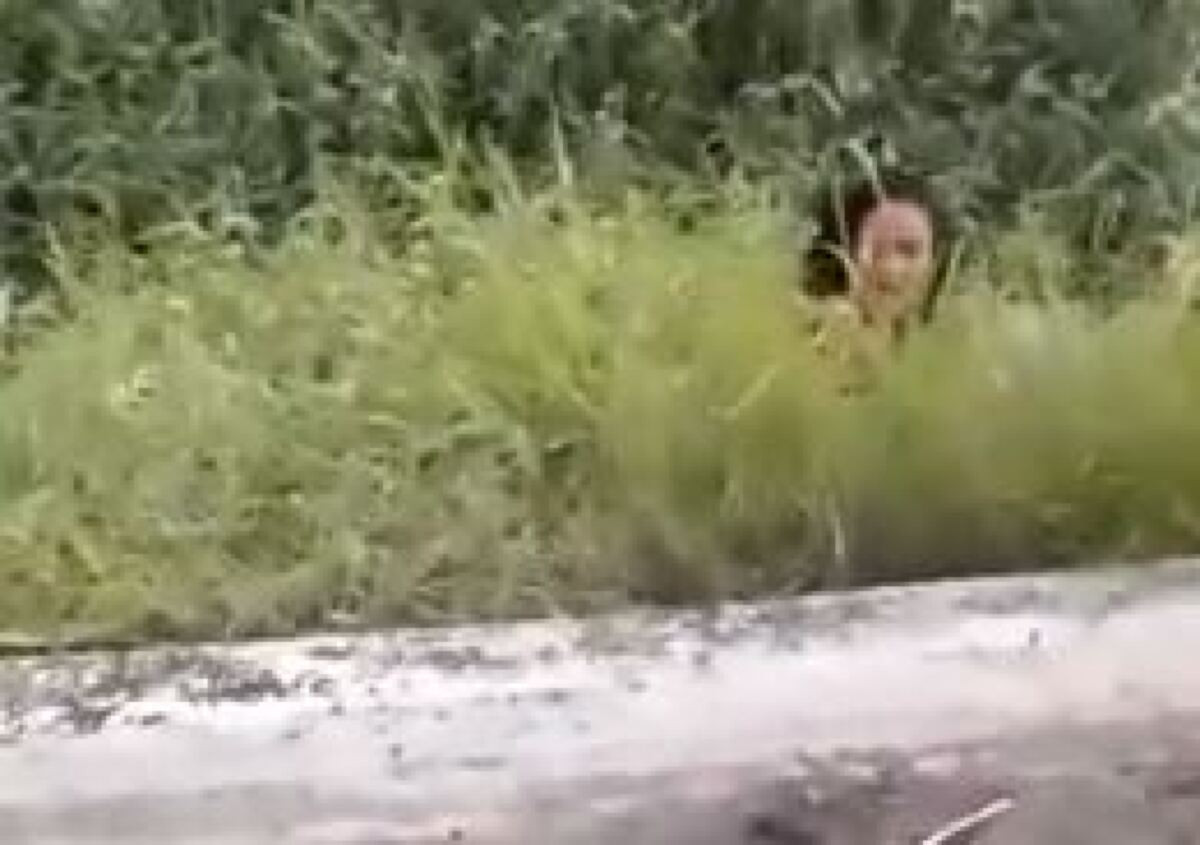 Brigas de mulheres peladas