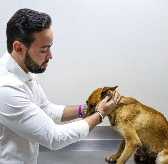 cuidando de cachorro