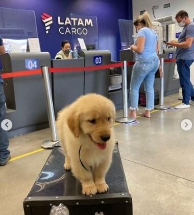 cão avião