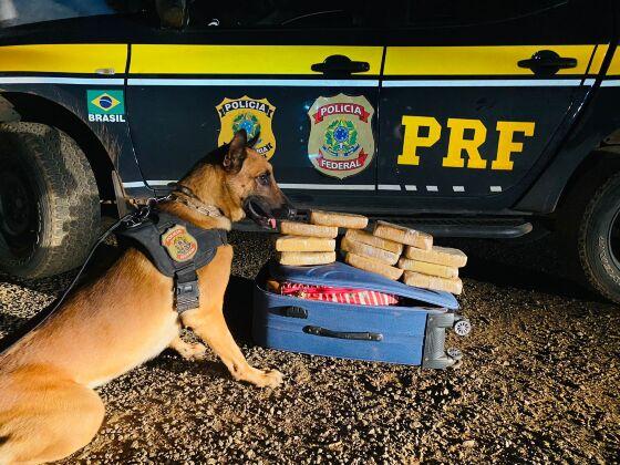 Cão e droga