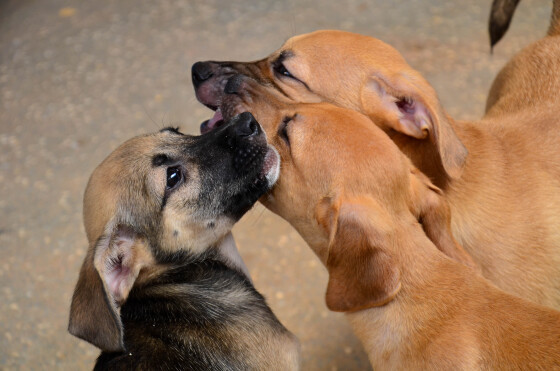 Animais de estimação