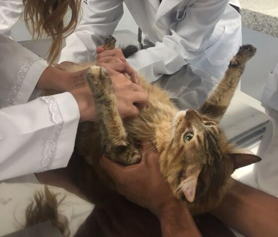 gato