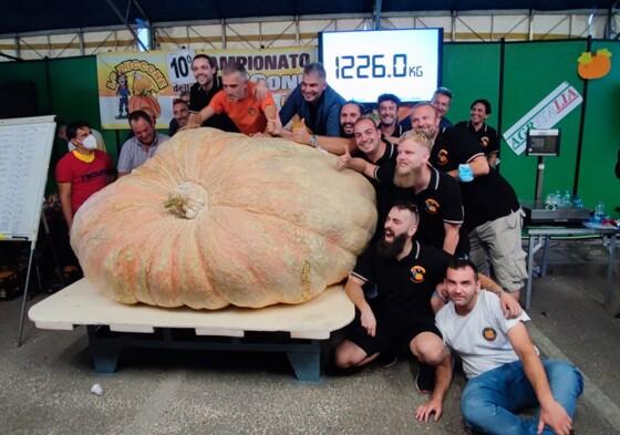 abobora gigante
