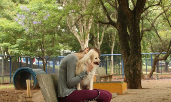 cachorro fogos 