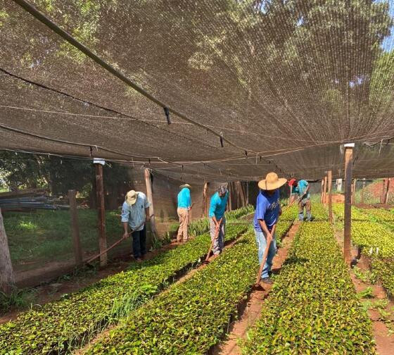 plantação de café 