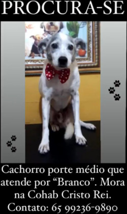 cachorro 