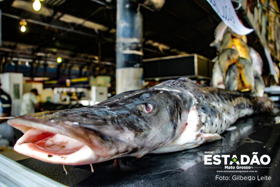 MERCADO DO PORTO PEIXE FEIRA DO PORTO (17).jpg