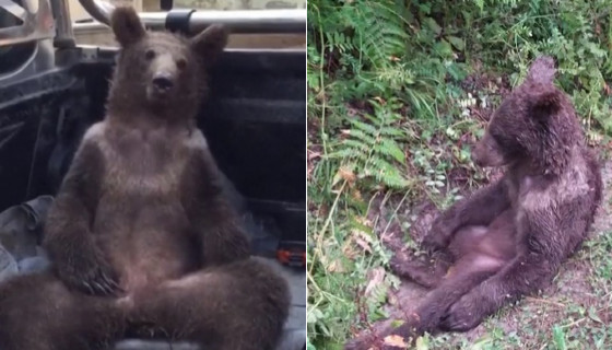 Urso drogado 