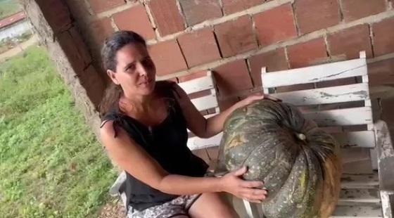 abobora gigante