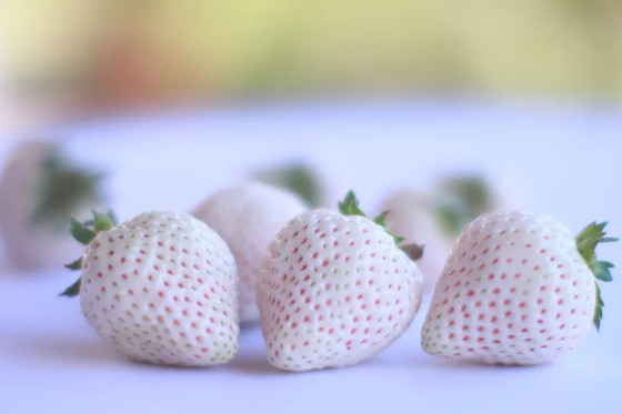 Morango Branco