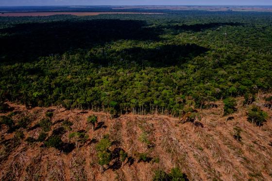 floresta mato grosso 