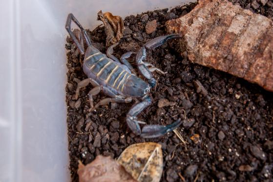escorpião animais peçonhentos 
