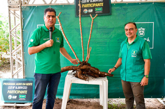 Prefeito e mandioca